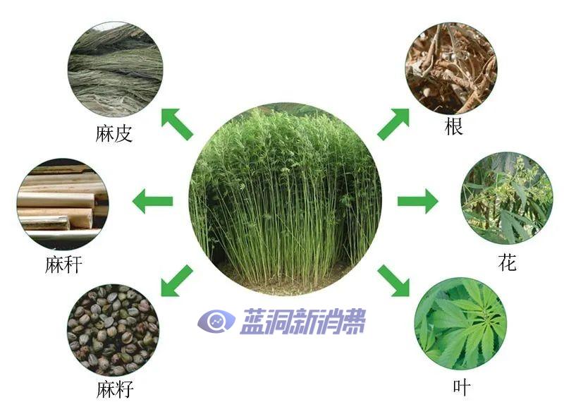 深度报告:中国汉麻产业发展潜力巨大