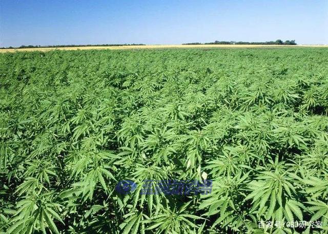 工业大麻国内哪里可以种植 有什么规定