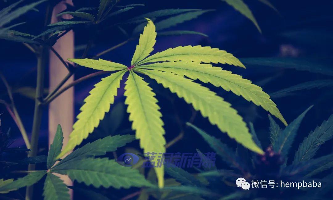 拿下“关键州”!纽约州长签署大麻合法化法案